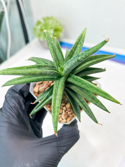 Sansevieria Thousand Blue (g1) (2) | Imported Plant