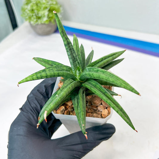 Sansevieria Thousand Blue (g1) (2) | Imported Plant