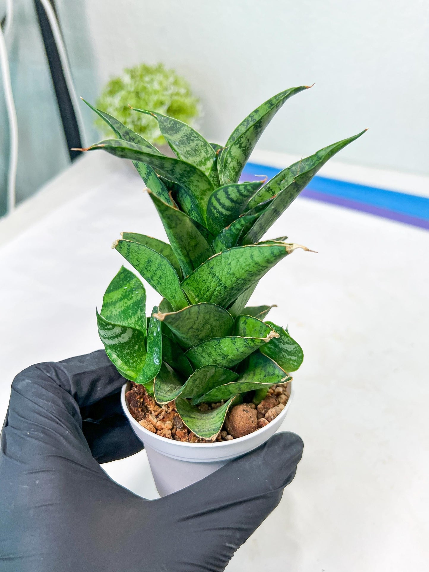 Sansevieria Piano (#PH10) | Rare Imported House Plants