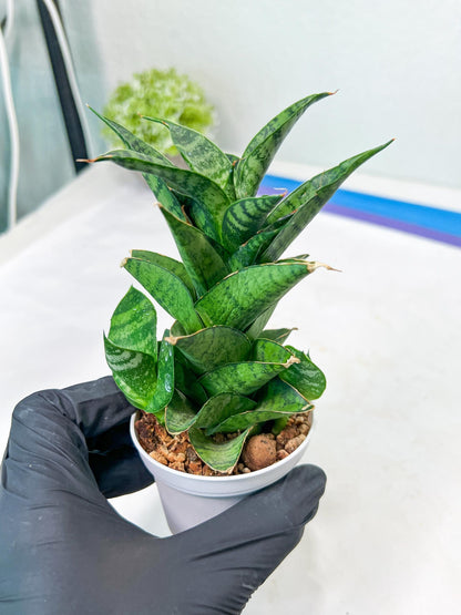 Sansevieria Piano (#PH10) | Rare Imported House Plants
