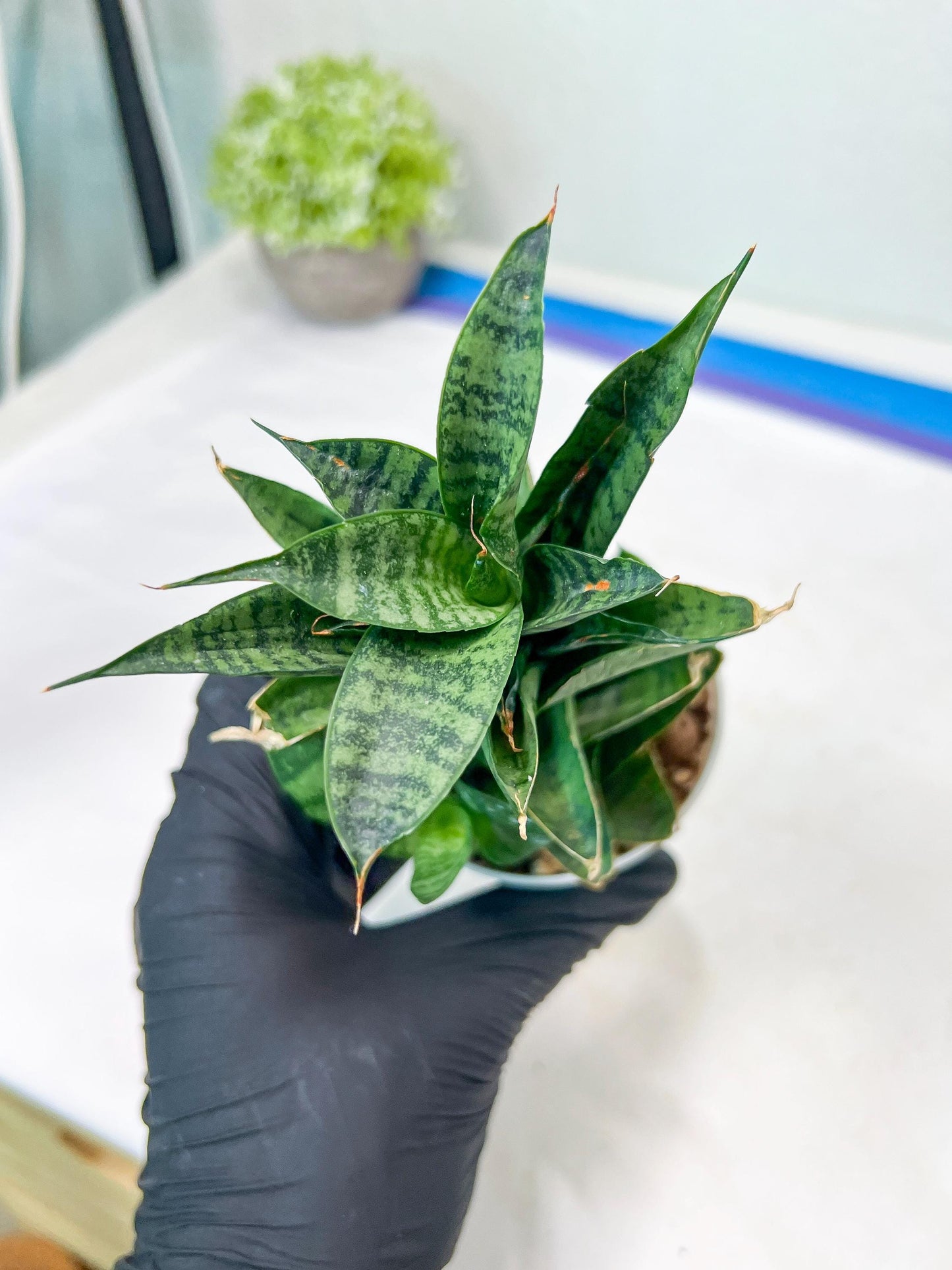 Sansevieria Piano (#PH10) | Rare Imported House Plants