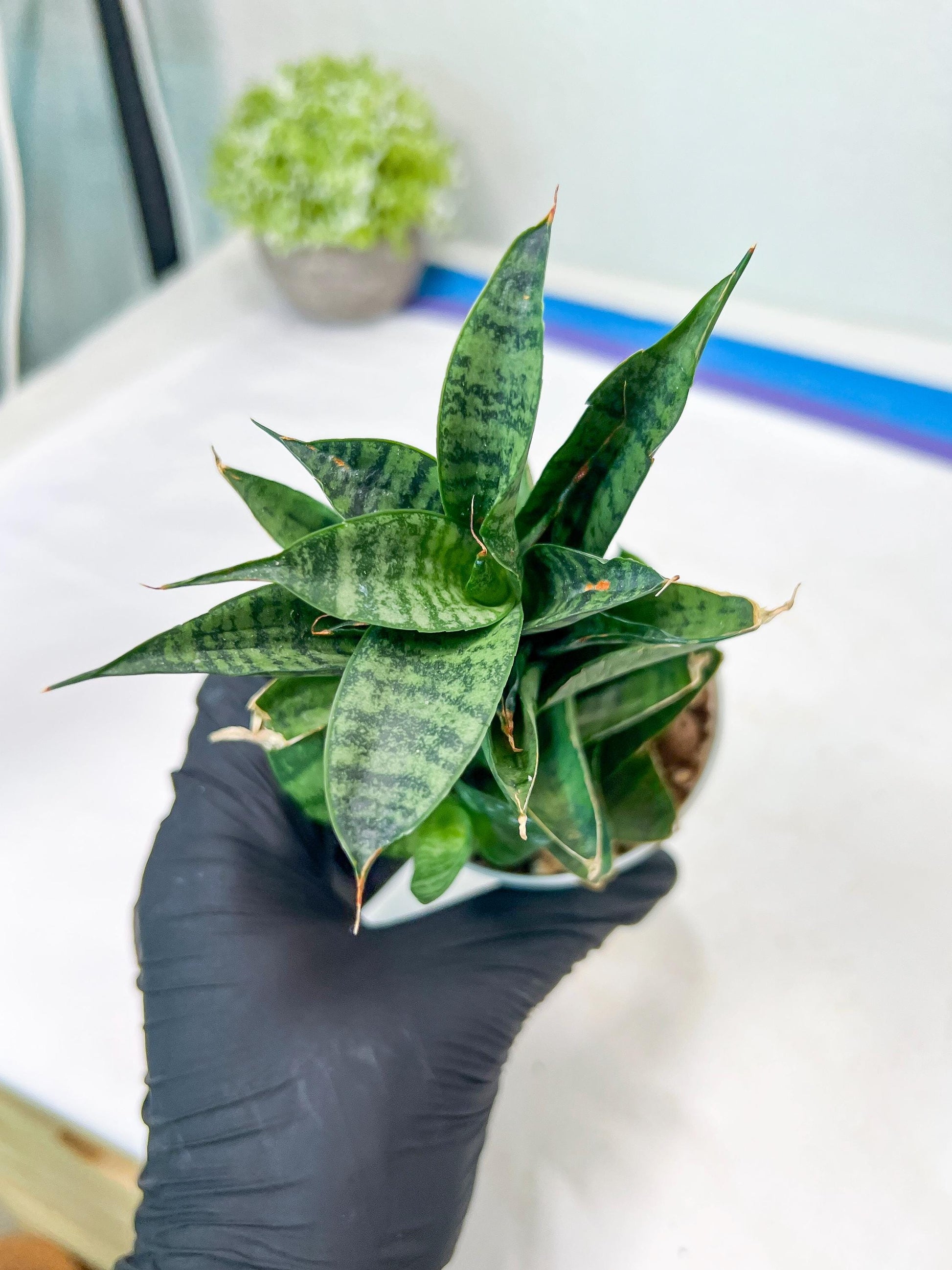 Sansevieria Piano (#PH10) | Rare Imported House Plants