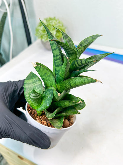Sansevieria Piano (#PH10) | Rare Imported House Plants