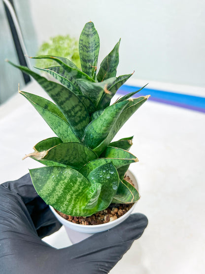 Sansevieria Piano (#PH10) | Rare Imported House Plants