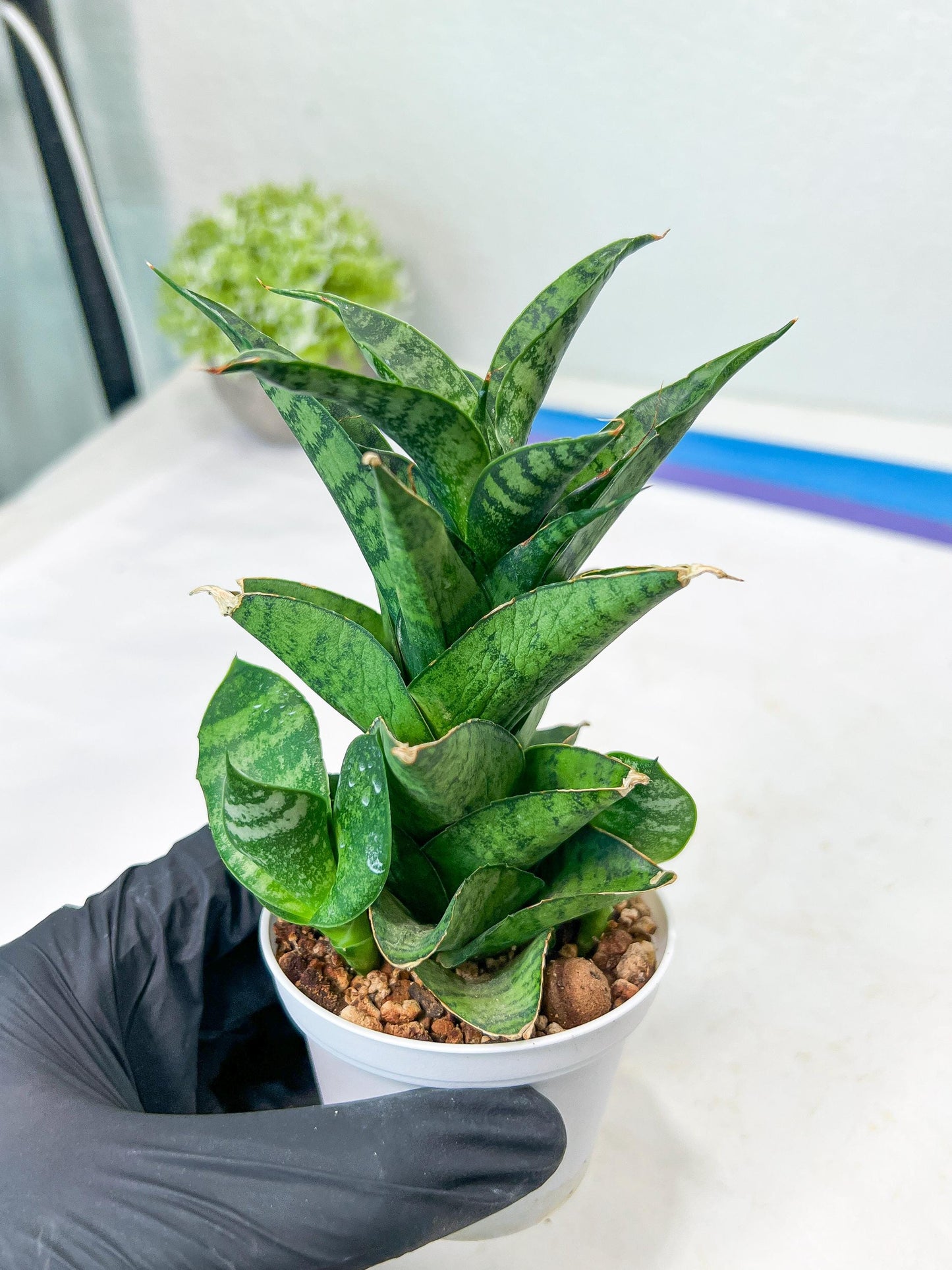 Sansevieria Piano (#PH10) | Rare Imported House Plants