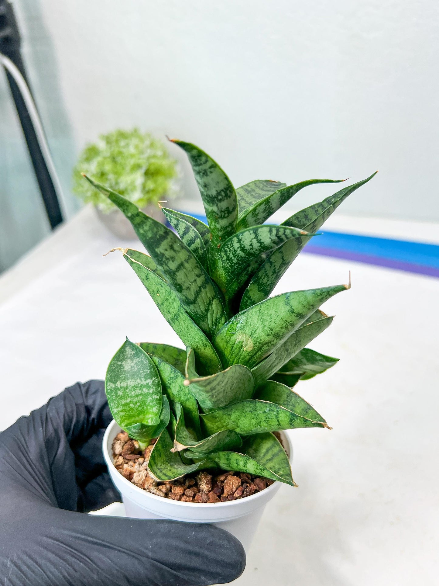 Sansevieria Piano (#PH10) | Rare Imported House Plants