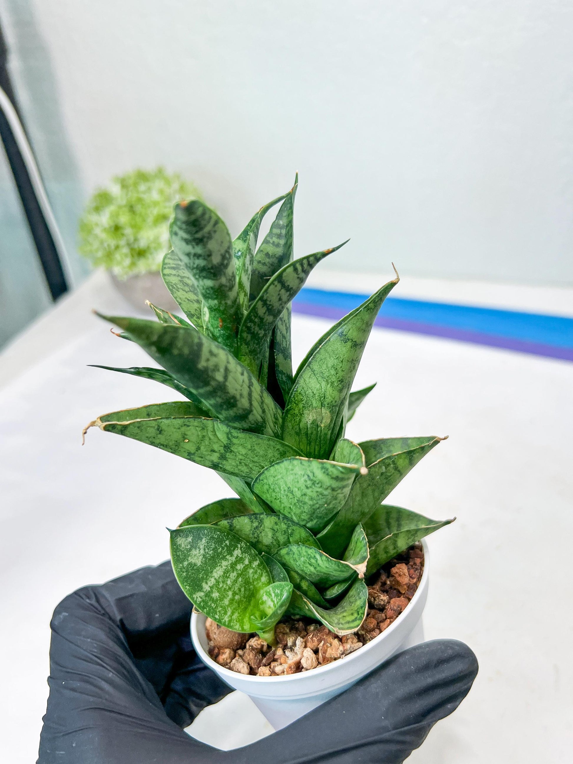 Sansevieria Piano (#PH10) | Rare Imported House Plants