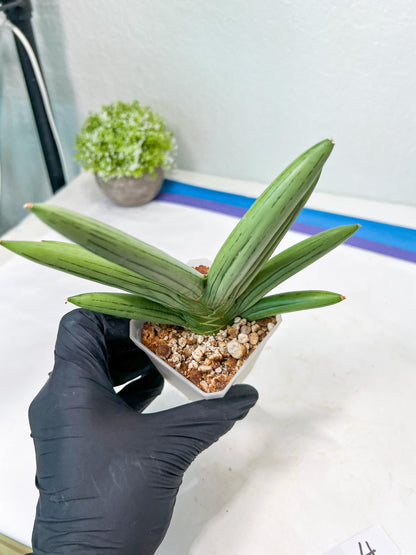 Sansevieria Iceman (#RA16) | Explore the World of Unusual Plants | 2" Pots