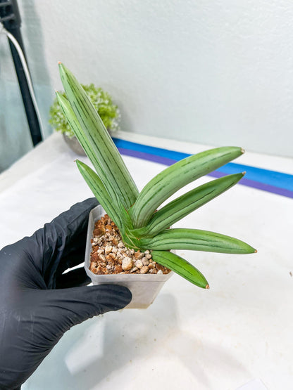 Sansevieria Iceman (#RA16) | Explore the World of Unusual Plants | 2" Pots