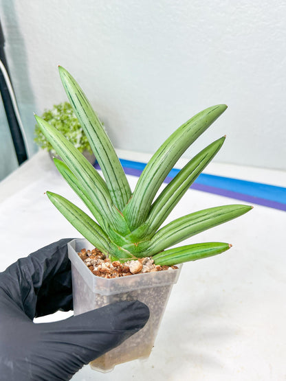 Sansevieria Iceman (#RA16) | Explore the World of Unusual Plants | 2" Pots