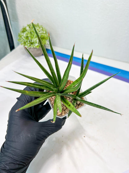 Sansevieria Silver Torch (#KW1) | Imported Snake Plants