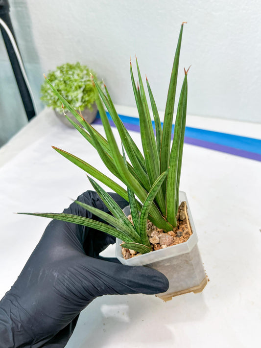 Sansevieria Silver Torch (#KW1) | Imported Snake Plants