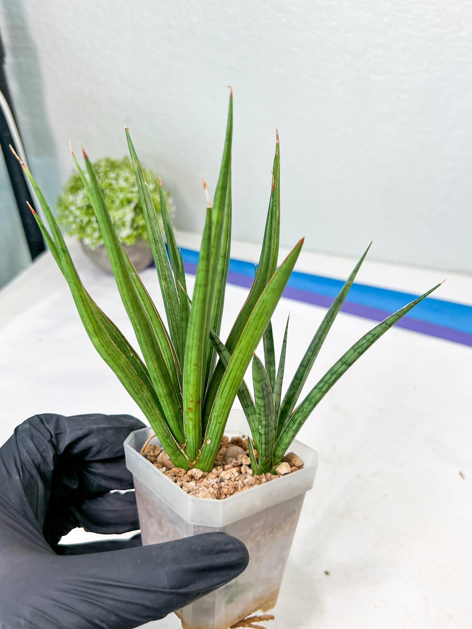 Sansevieria Silver Torch (#KW1) | Imported Snake Plants