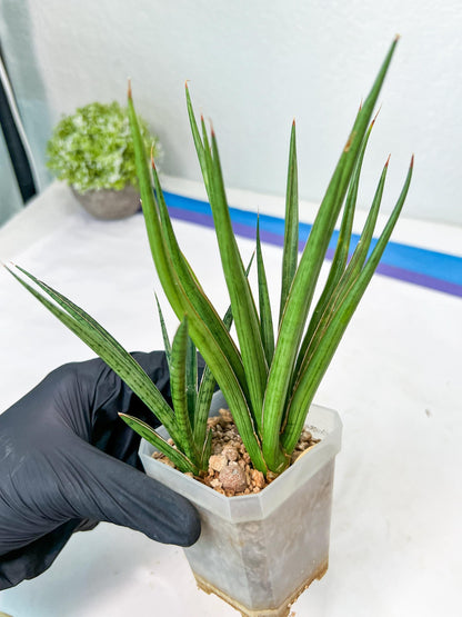 Sansevieria Silver Torch (#KW1) | Imported Snake Plants