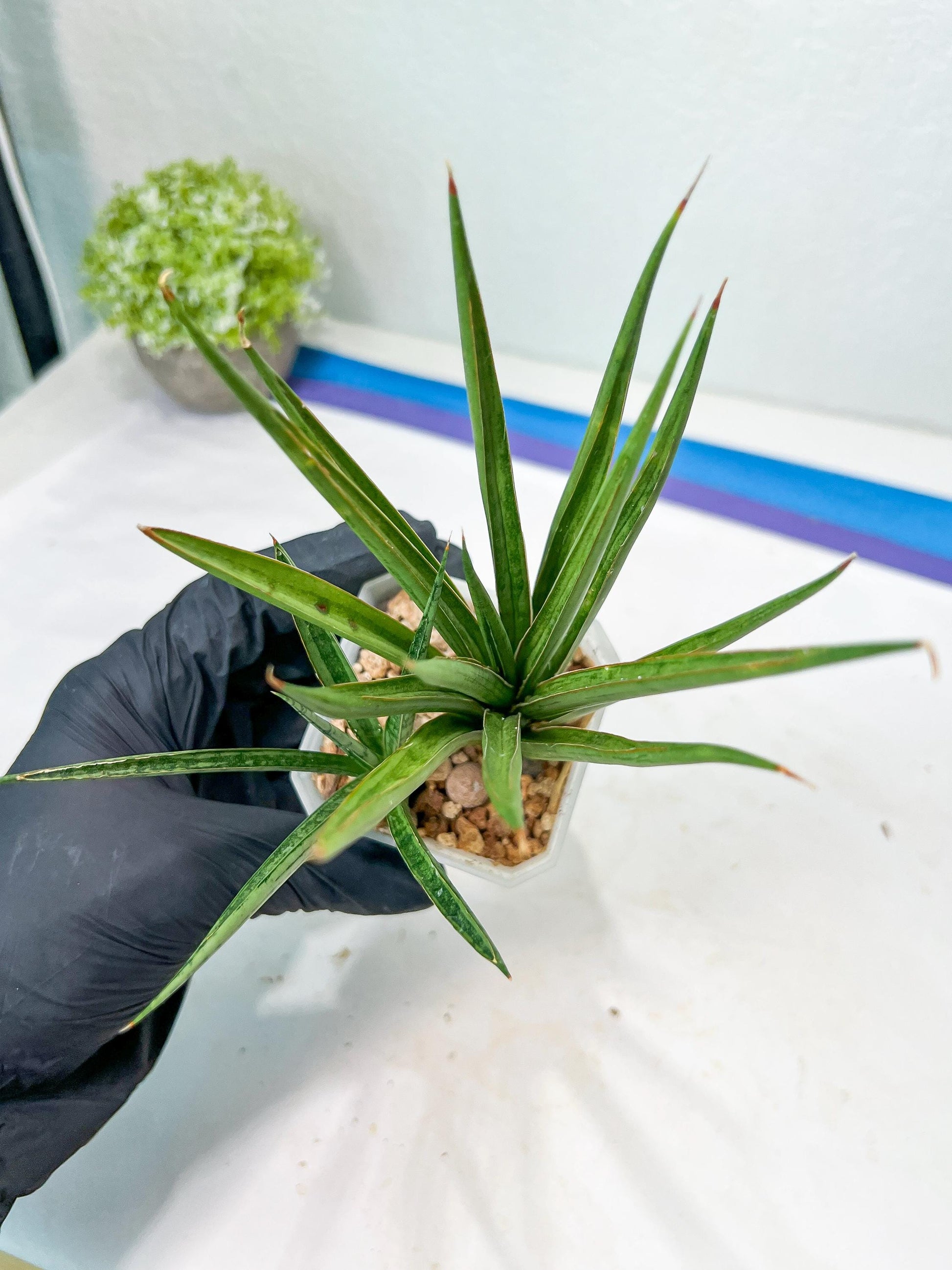 Sansevieria Silver Torch (#KW1) | Imported Snake Plants