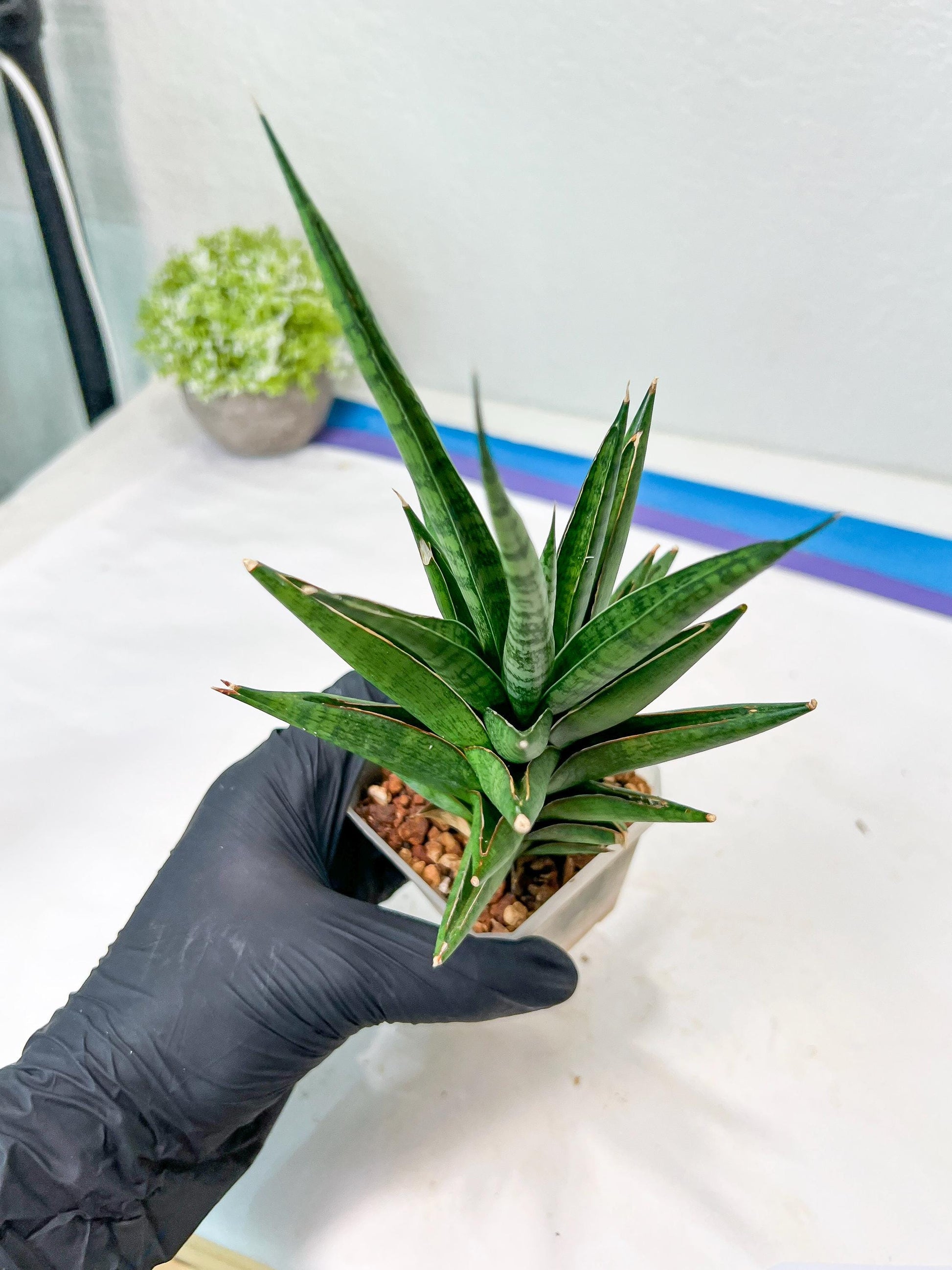 Sansevieria RockMan XL (#B1) | Rare Hybrid Species