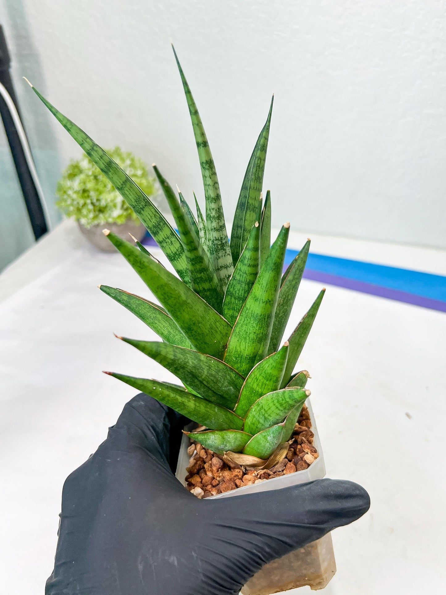 Sansevieria RockMan XL (#B1) | Rare Hybrid Species
