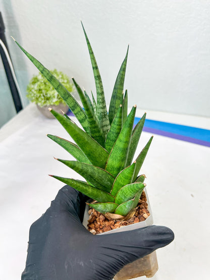 Sansevieria RockMan XL (#B1) | Rare Hybrid Species