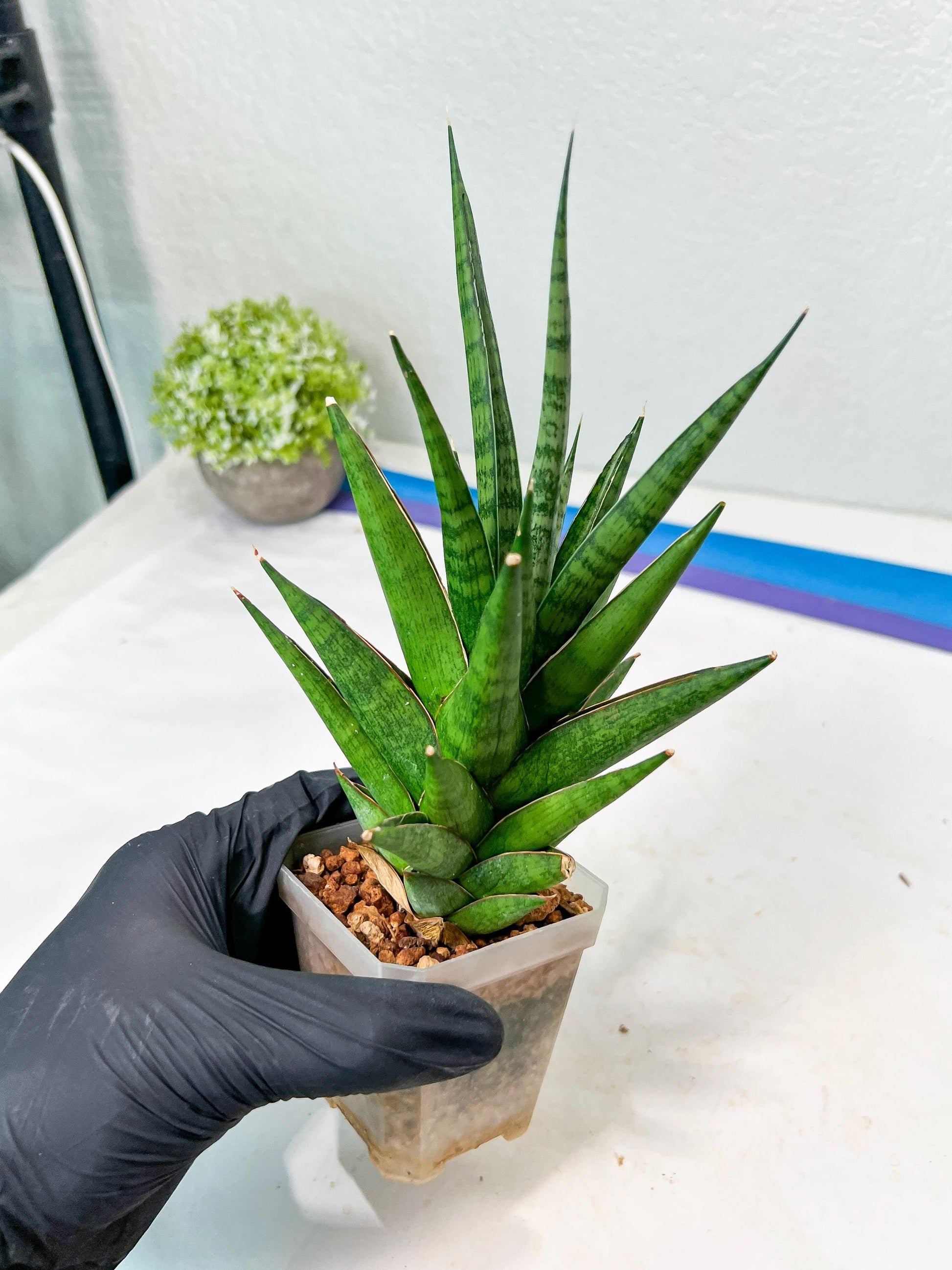 Sansevieria RockMan XL (#B1) | Rare Hybrid Species