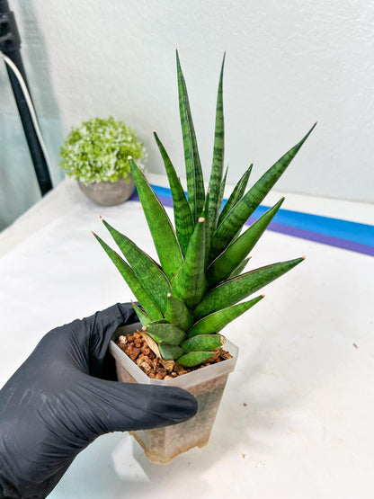 Sansevieria RockMan XL (#B1) | Rare Hybrid Species