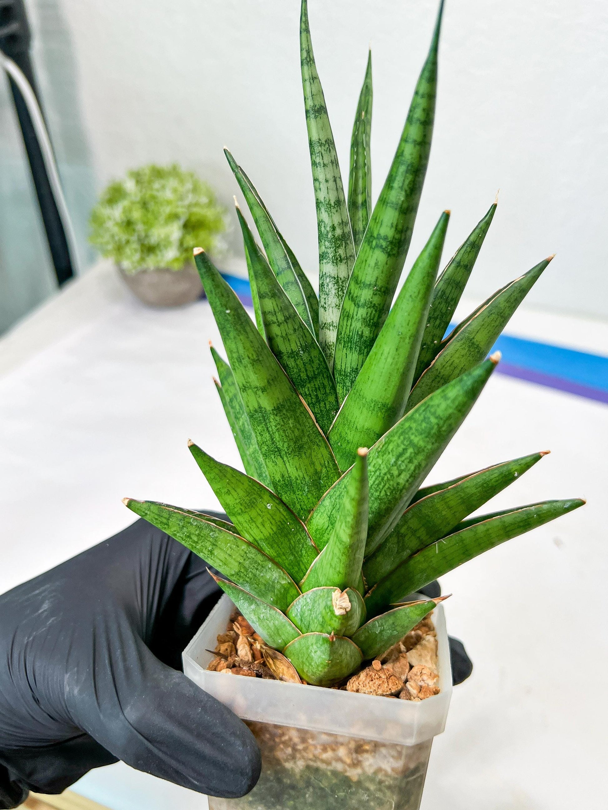 Sansevieria RockMan XL (#B1) | Rare Hybrid Species