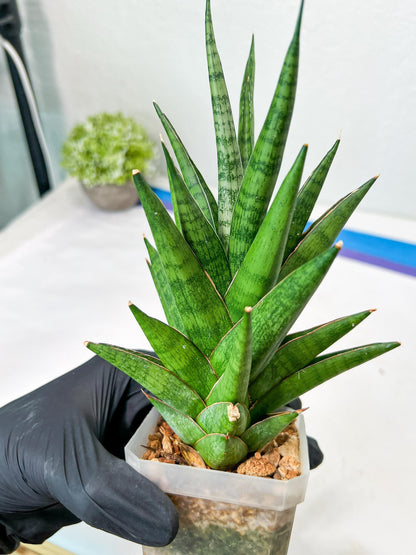Sansevieria RockMan XL (#B1) | Rare Hybrid Species