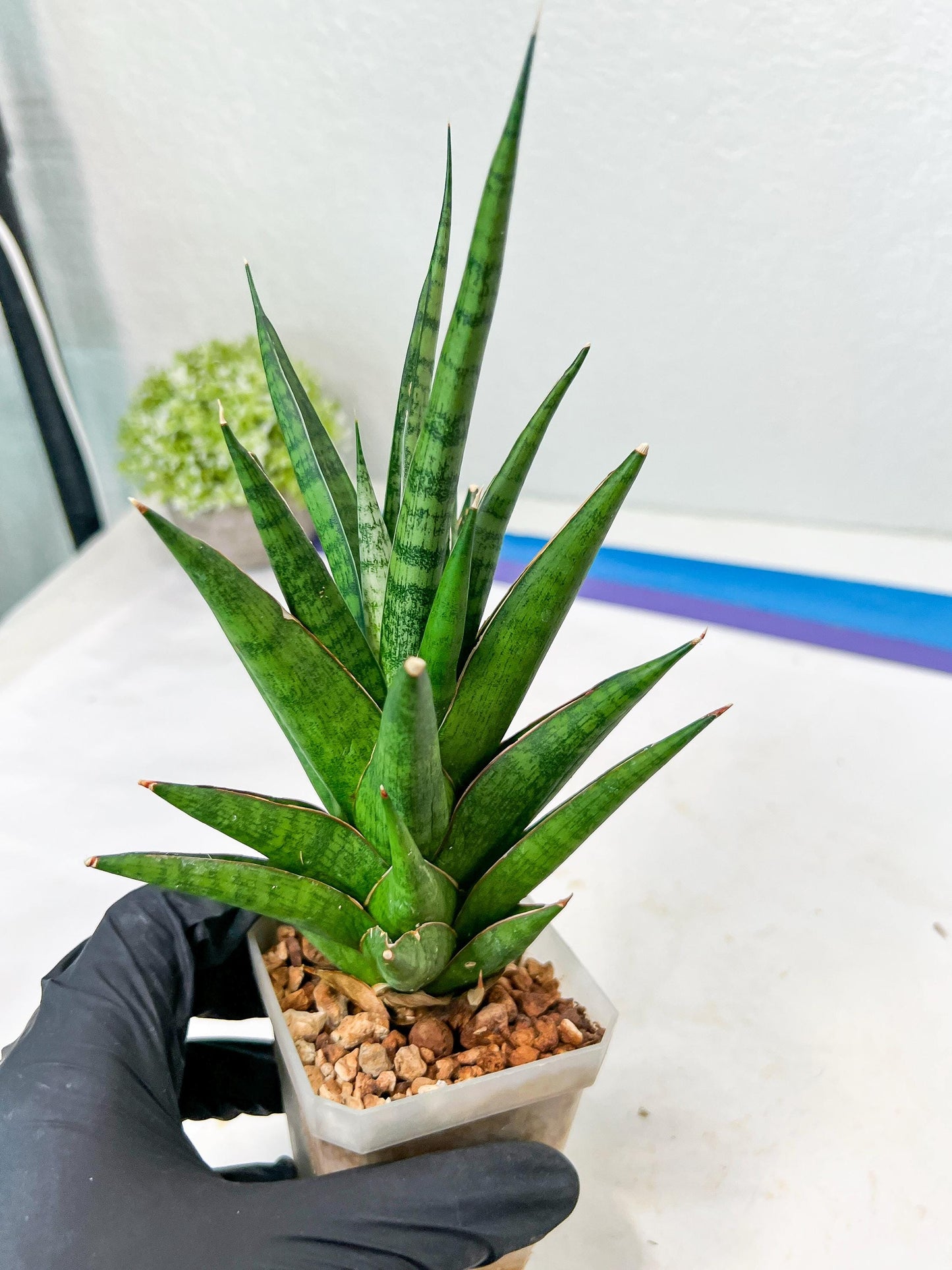 Sansevieria RockMan XL (#B1) | Rare Hybrid Species