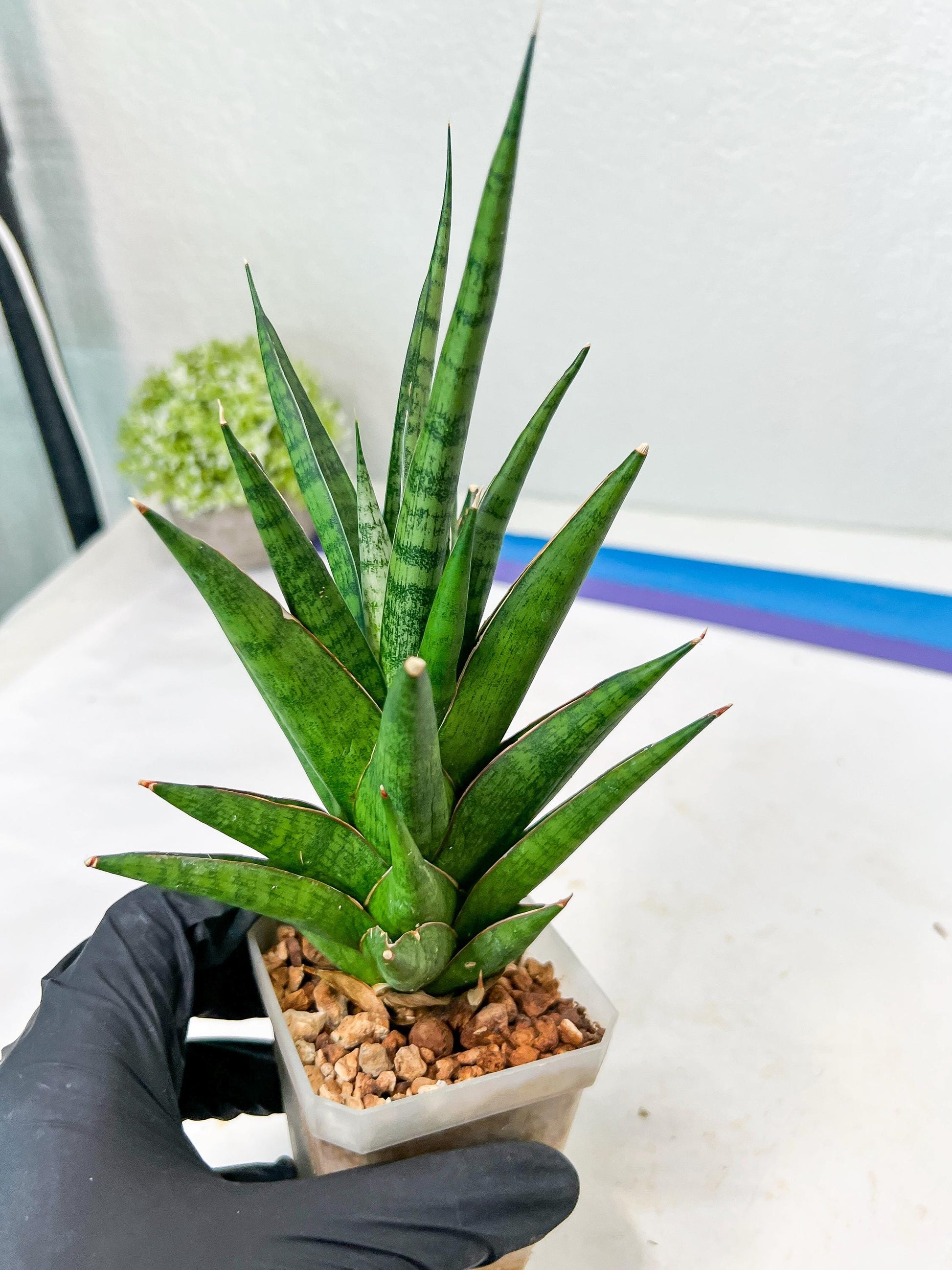 Sansevieria RockMan XL (#B1) | Rare Hybrid Species