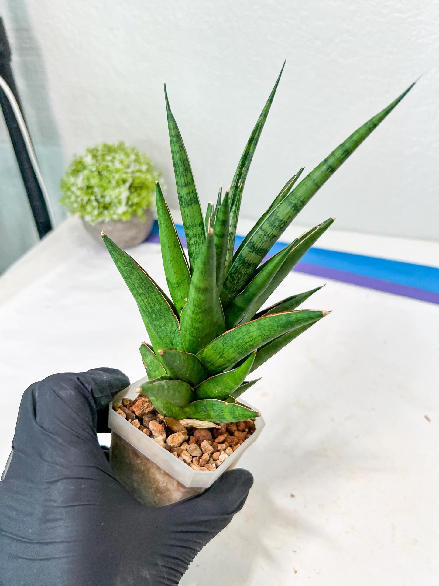 Sansevieria RockMan XL (#B1) | Rare Hybrid Species