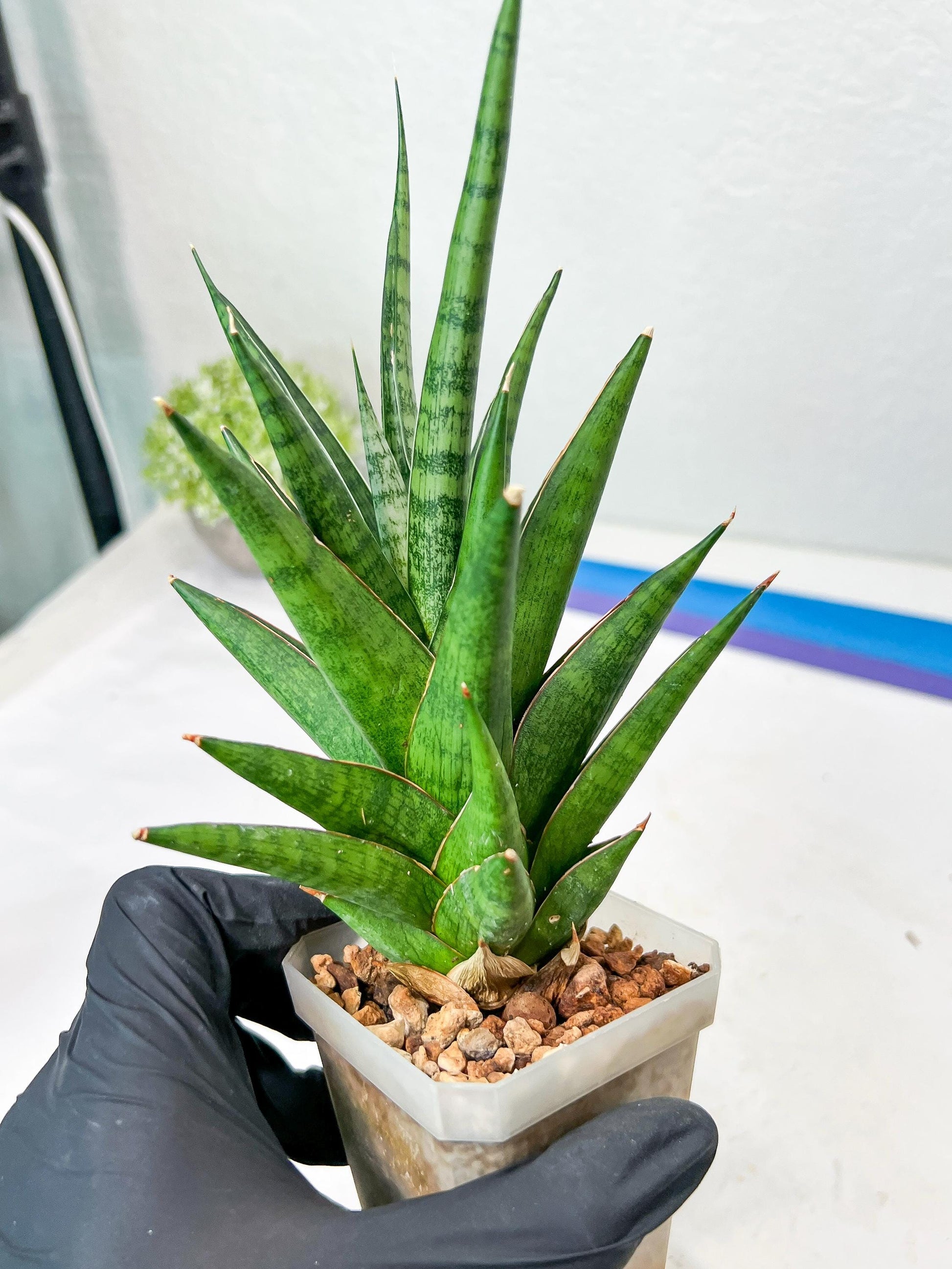 Sansevieria RockMan XL (#B1) | Rare Hybrid Species
