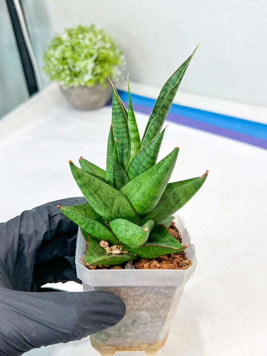 Sansevieria Snow Lotus (g1) (7) | Imported Plant