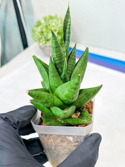 Sansevieria Apollo (g1) (7) | Imported Plant
