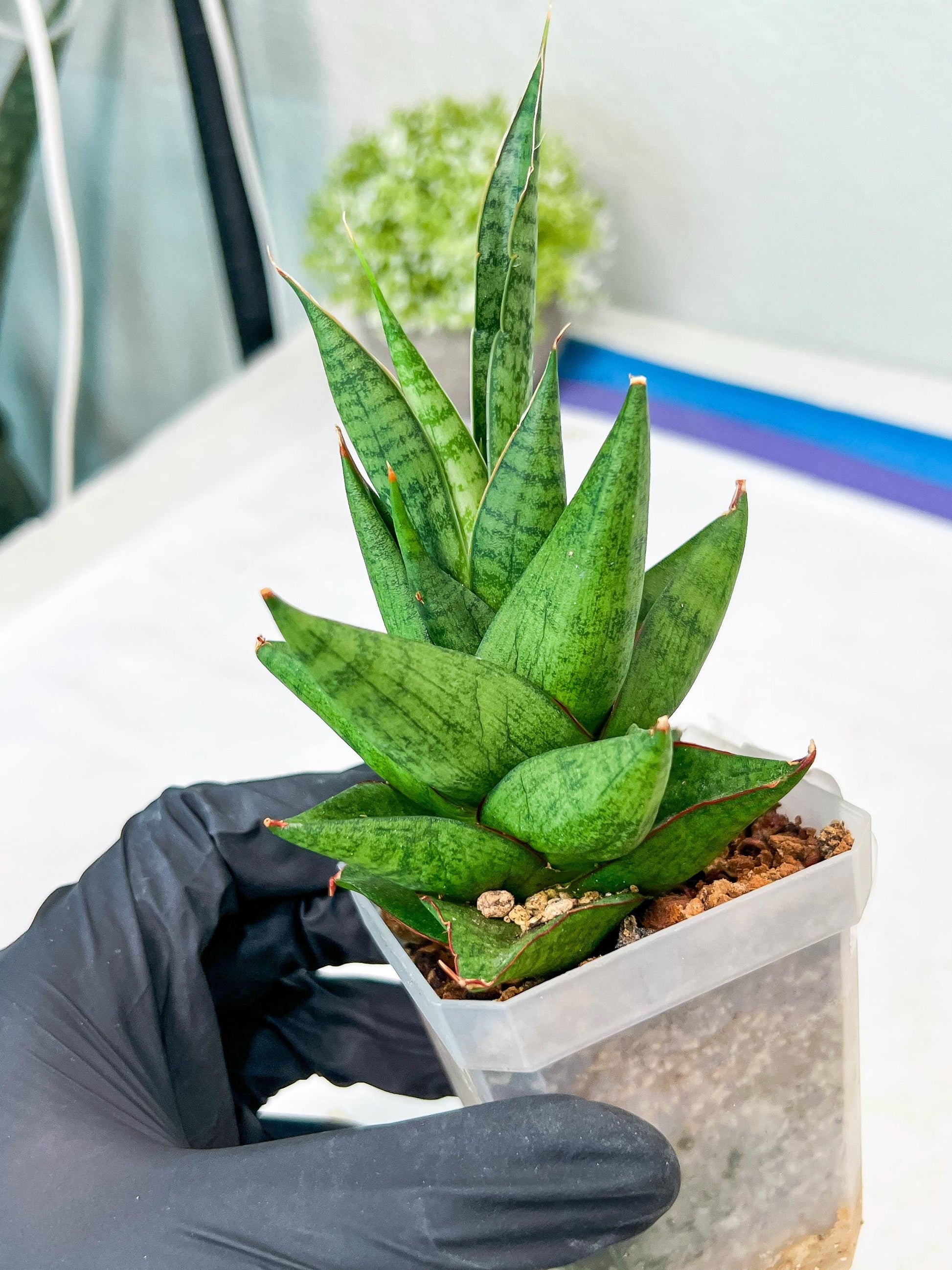 Sansevieria Apollo (g1) (7) | Imported Plant