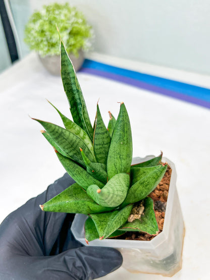 Sansevieria Apollo (g1) (7) | Imported Plant