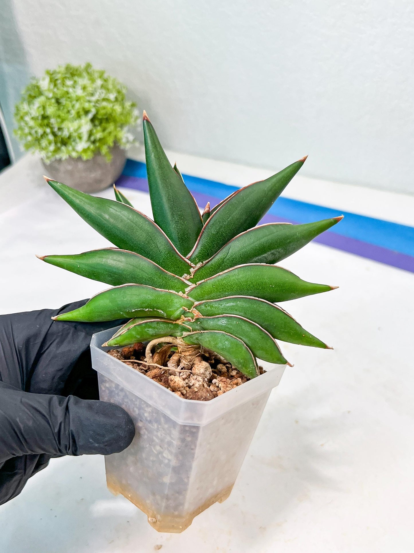 Sansevieria Sawasdee (#RA17) | Imported Hybrids