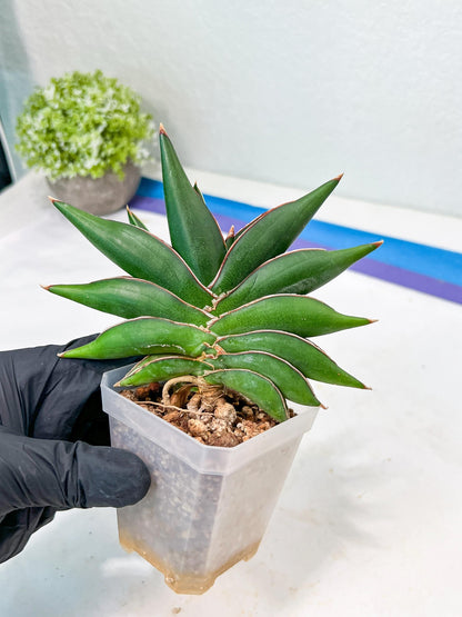 Sansevieria Sawasdee (#RA17) | Imported Hybrids