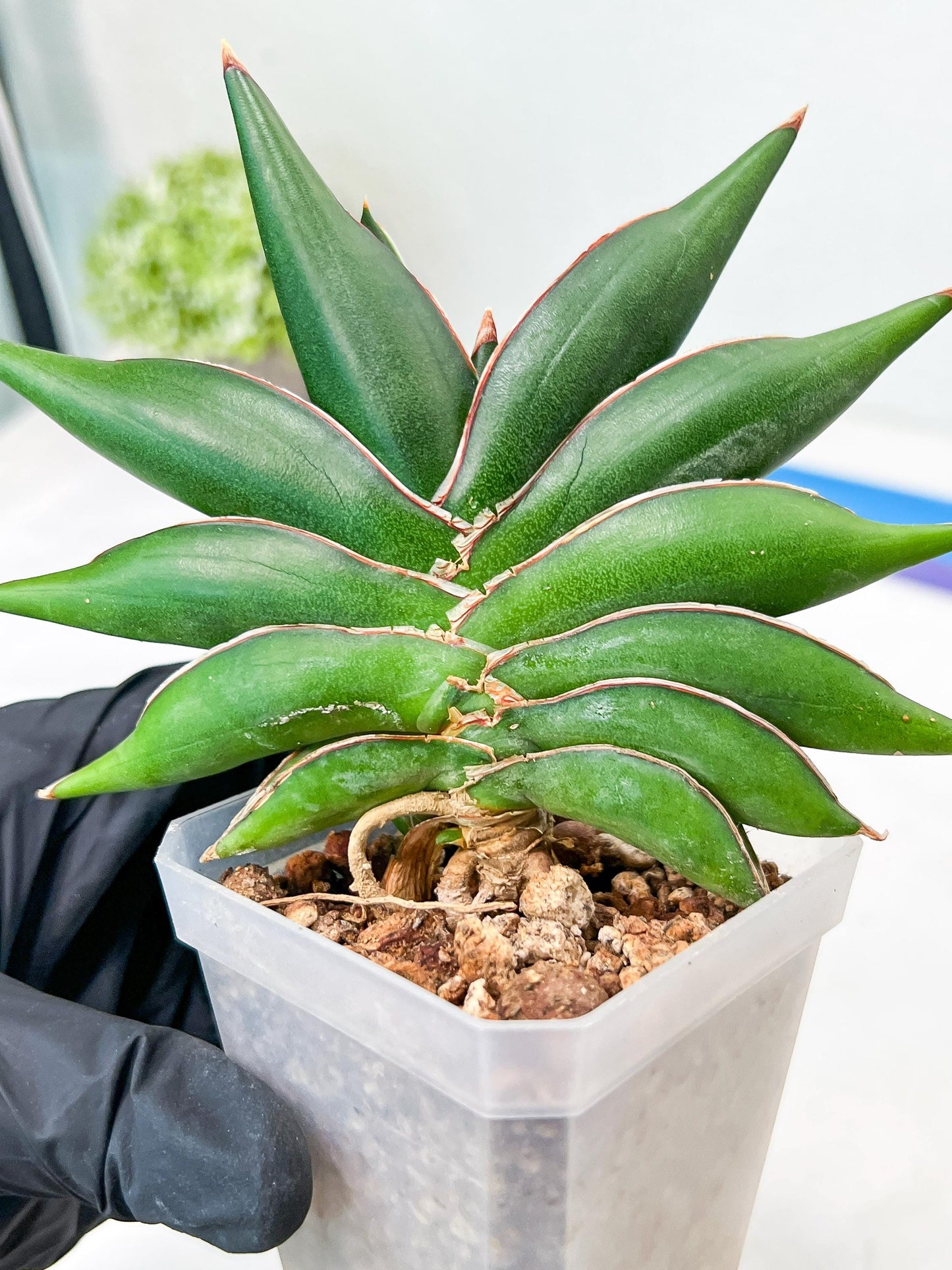 Sansevieria Sawasdee (#RA17) | Imported Hybrids