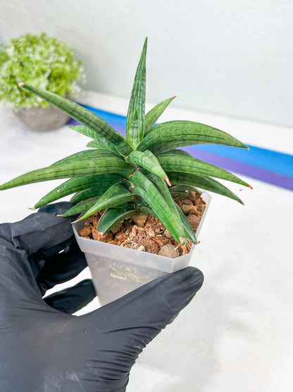 Sansevieria Thousand Blue (g1) (10) | Imported Plant