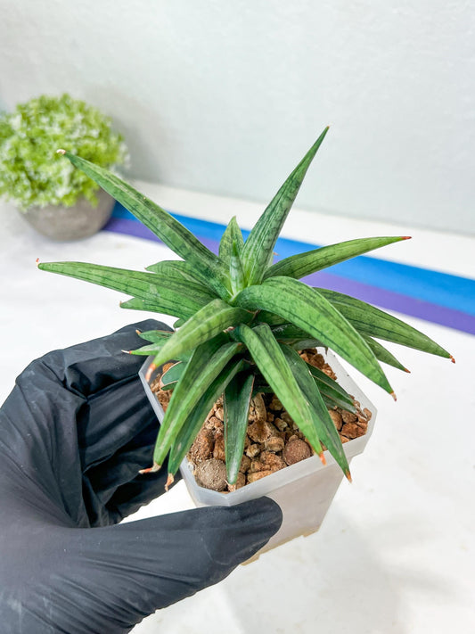 Sansevieria Thousand Blue (g1) (10) | Imported Plant