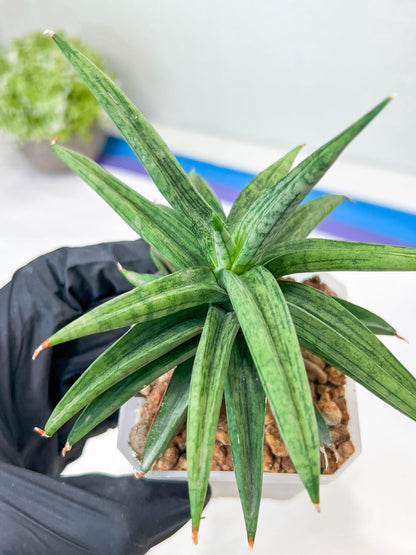 Sansevieria Thousand Blue (g1) (10) | Imported Plant