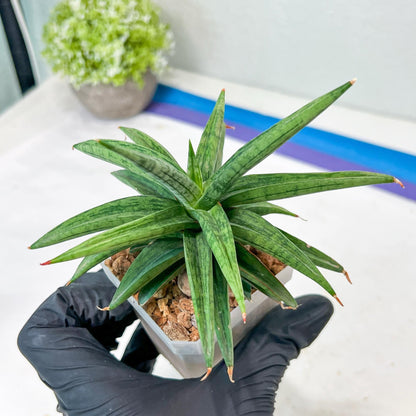 Sansevieria Thousand Blue (g1) (10) | Imported Plant