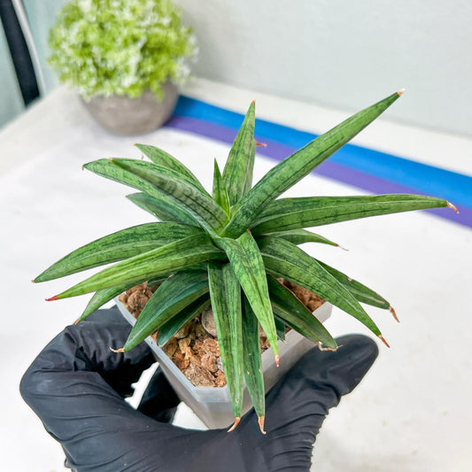 Sansevieria Thousand Blue (g1) (10) | Imported Plant