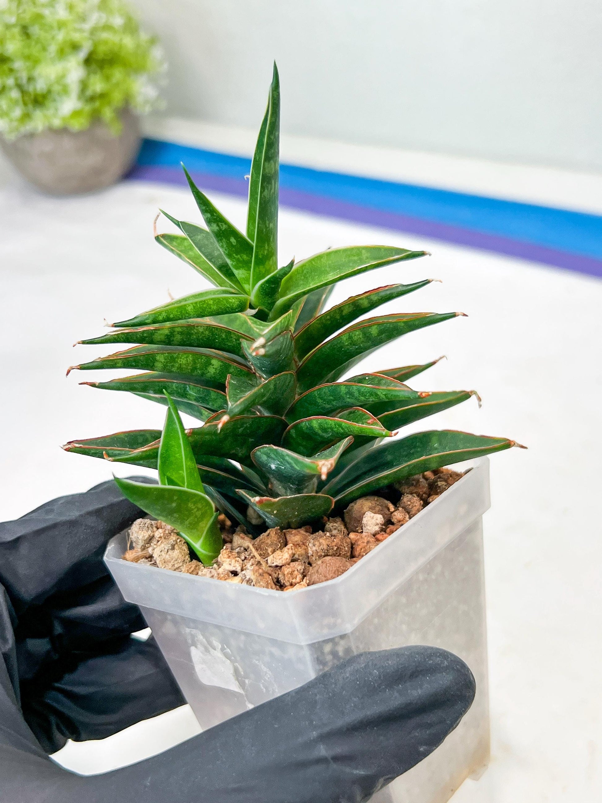 Sansevieria Black Eye (g1) (11) | Imported Plant