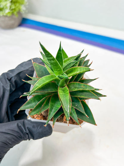 Sansevieria Black Eye (g1) (11) | Imported Plant