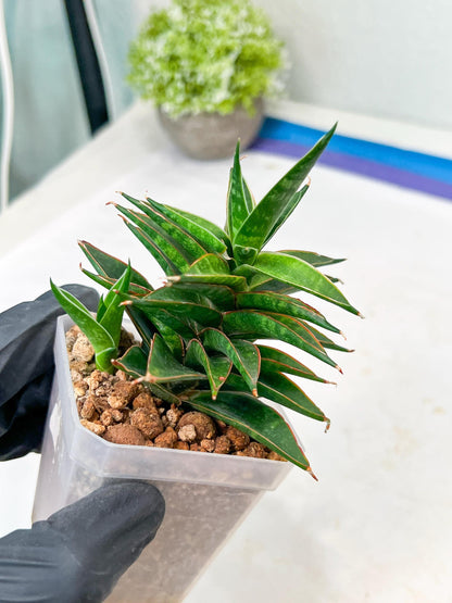 Sansevieria Black Eye (g1) (11) | Imported Plant