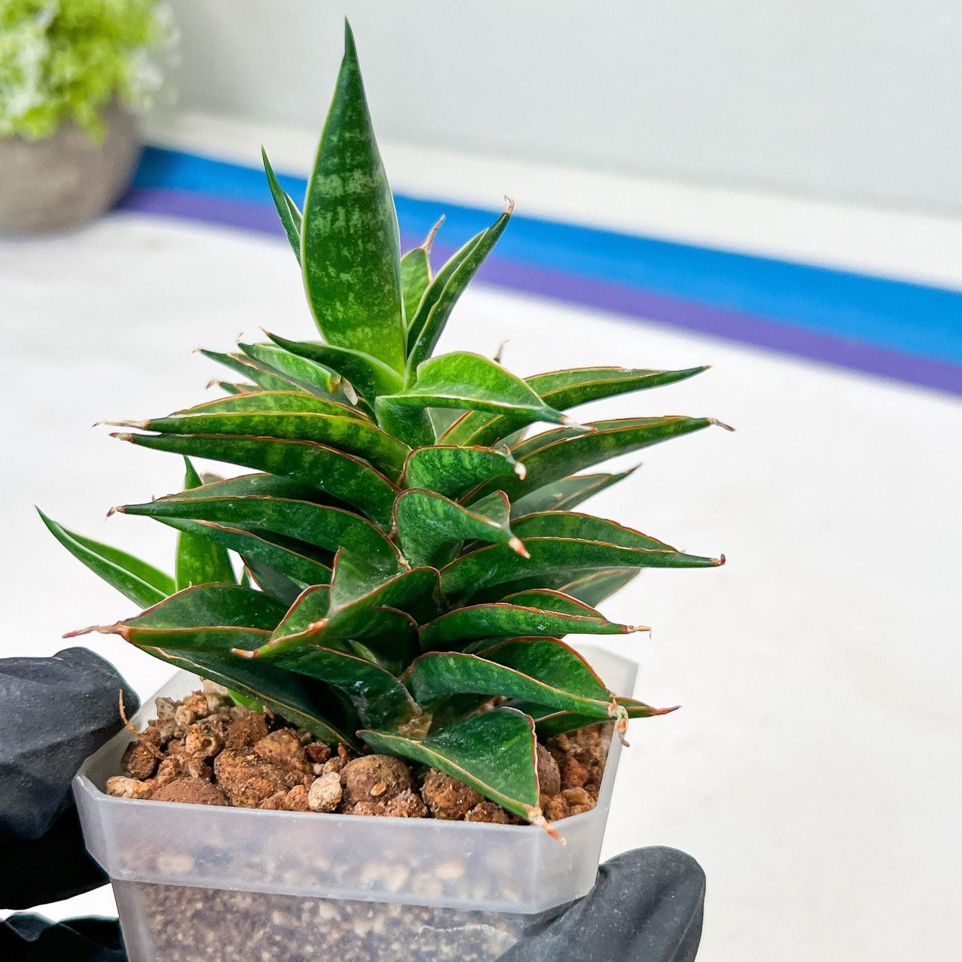 Sansevieria Black Eye (g1) (11) | Imported Plant