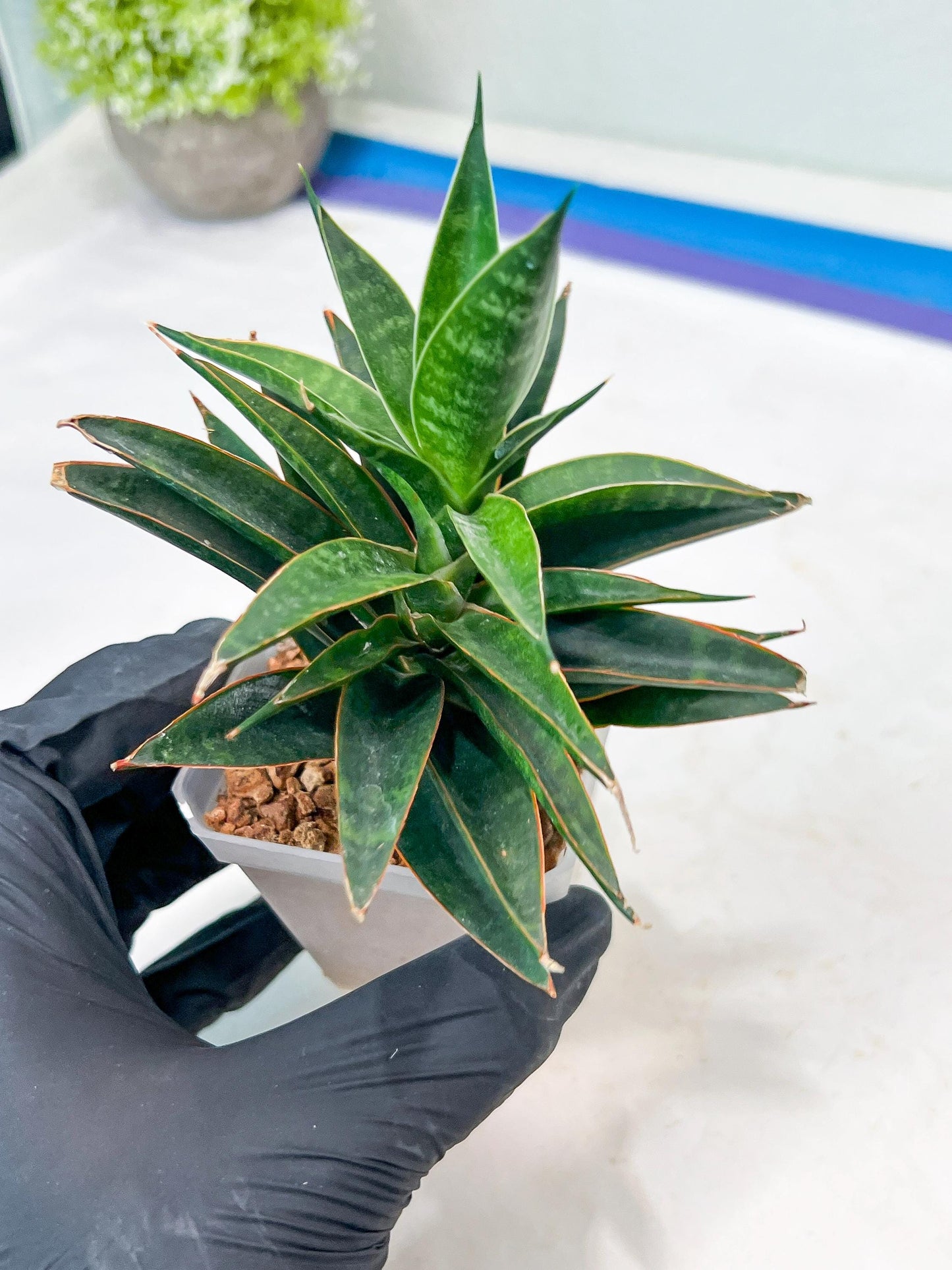 Sansevieria Black Eye (g1) (12) | Imported Plant