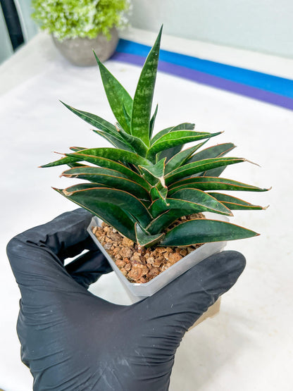 Sansevieria Black Eye (g1) (12) | Imported Plant