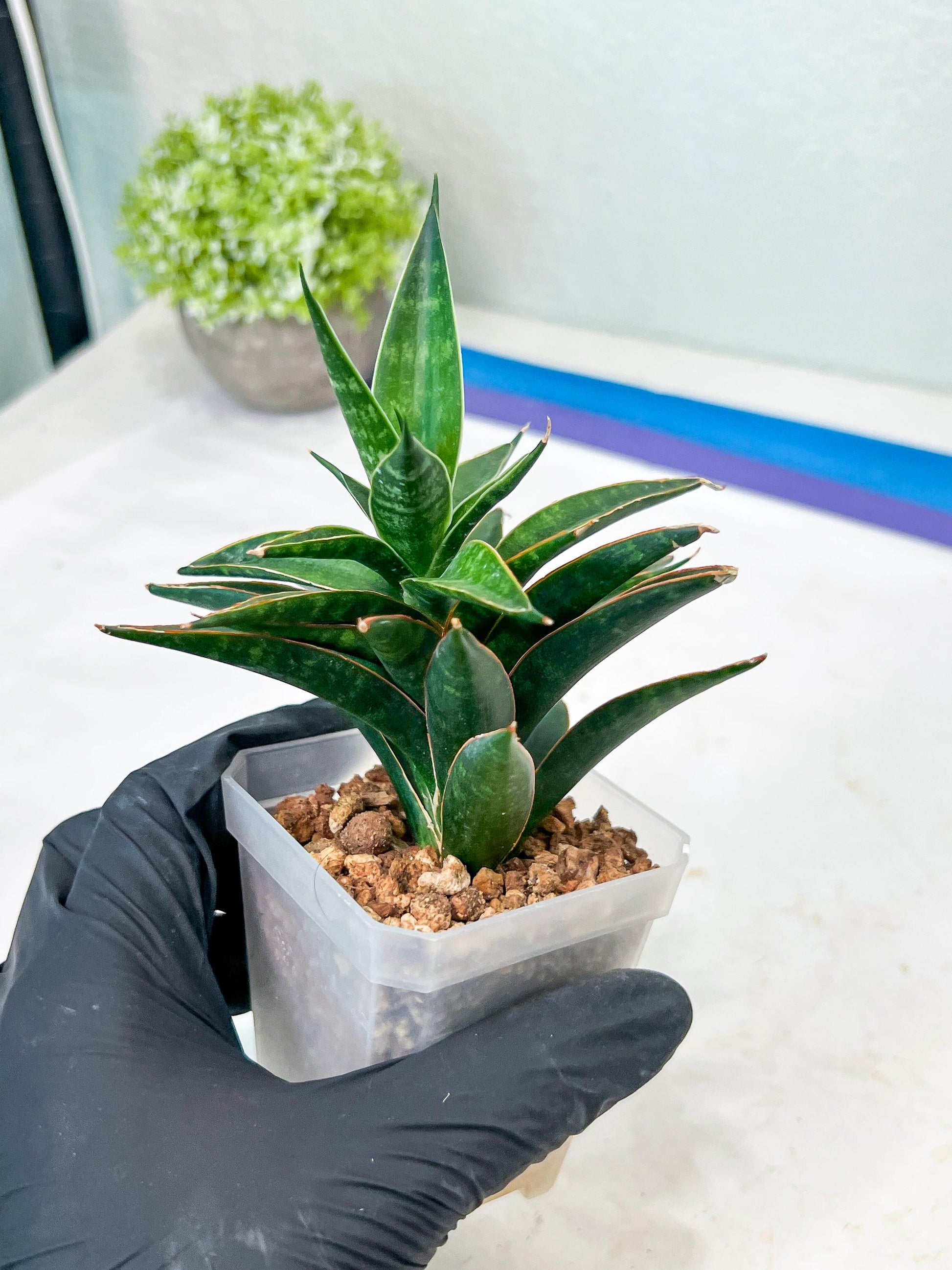 Sansevieria Black Eye (g1) (12) | Imported Plant