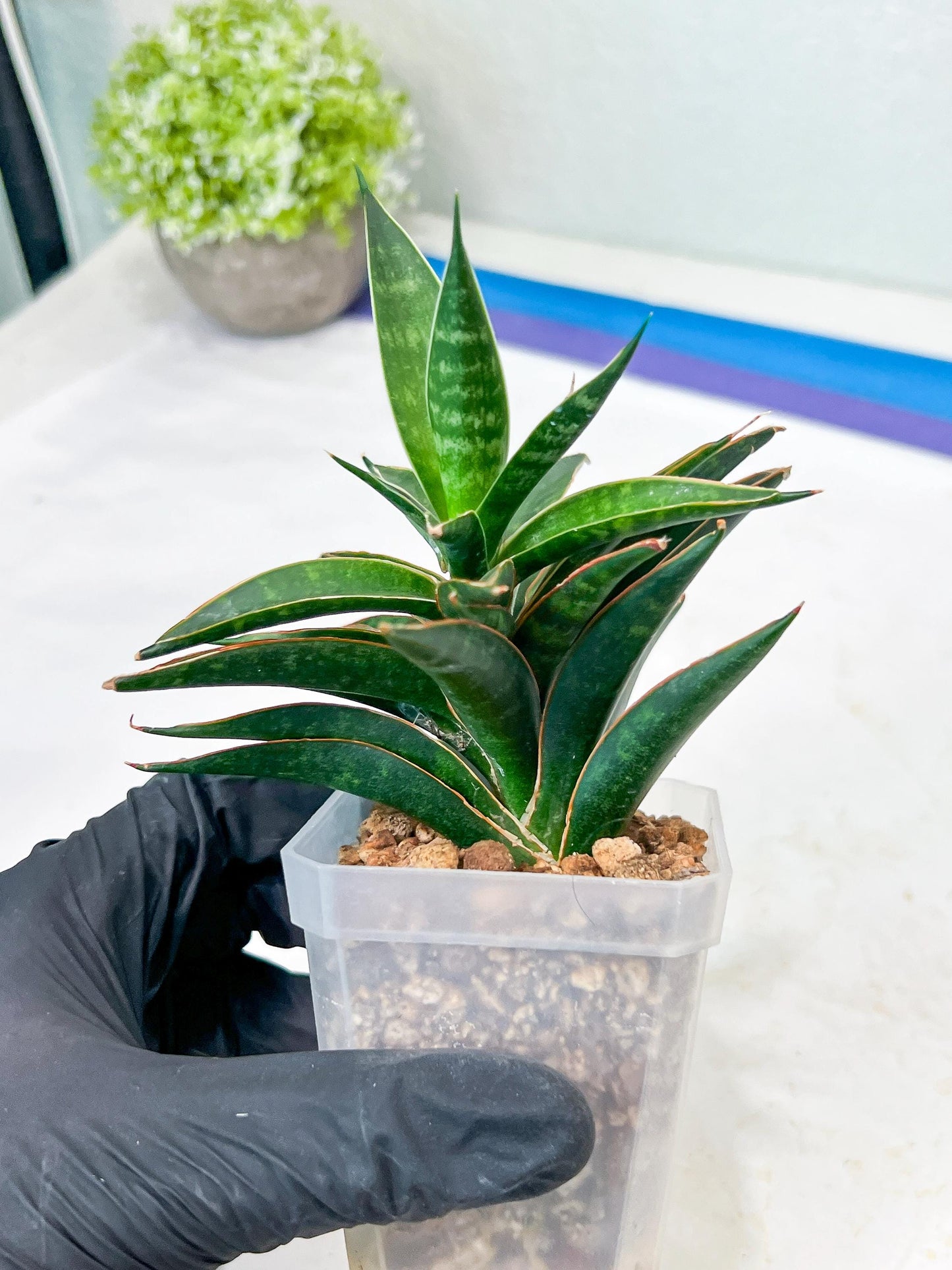 Sansevieria Black Eye (g1) (12) | Imported Plant